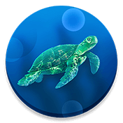 CodyCross Schildkröten Lösungen